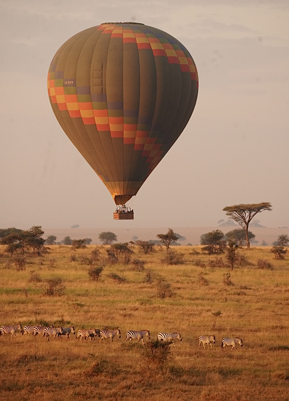 A hot air balloon floating above a safari landscape.